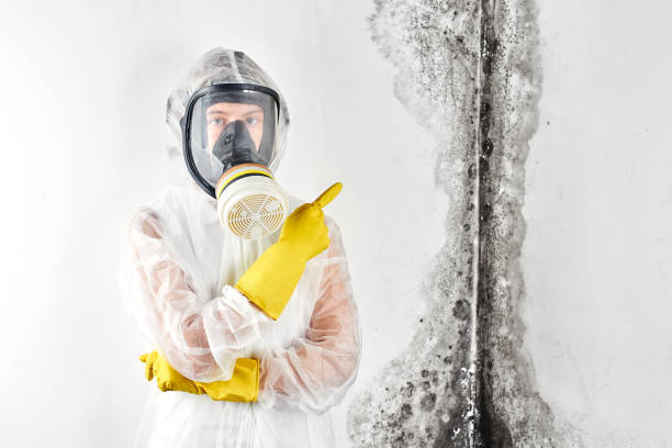 Professional Mold Removal & Remediation in Soperton, GA